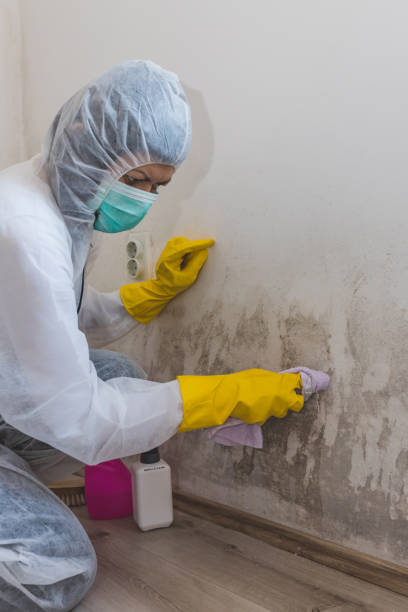 Best Post-Construction Mold Inspection  in Harrison, WI